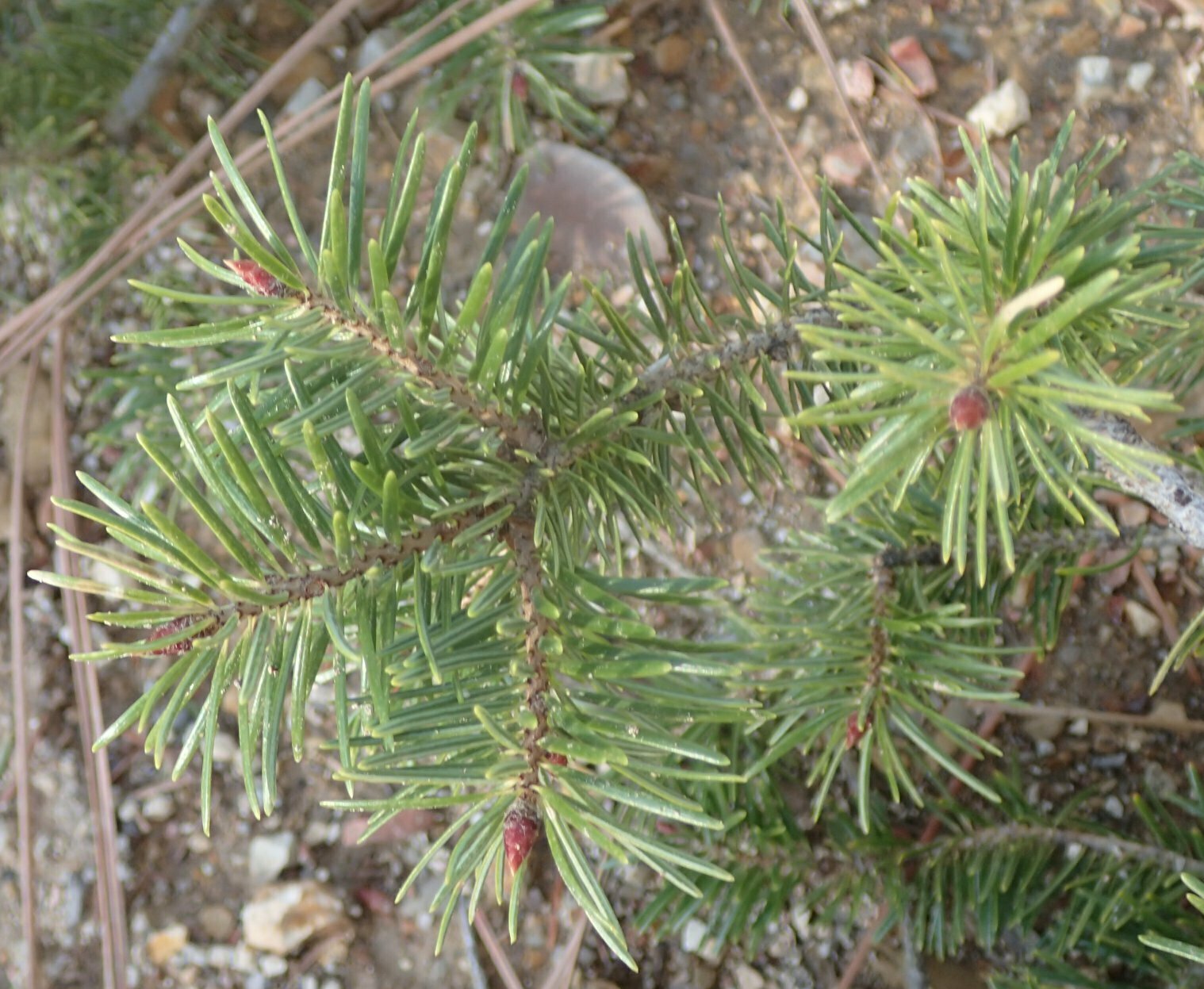 High Resolution Pseudotsuga macrocarpa Leaf